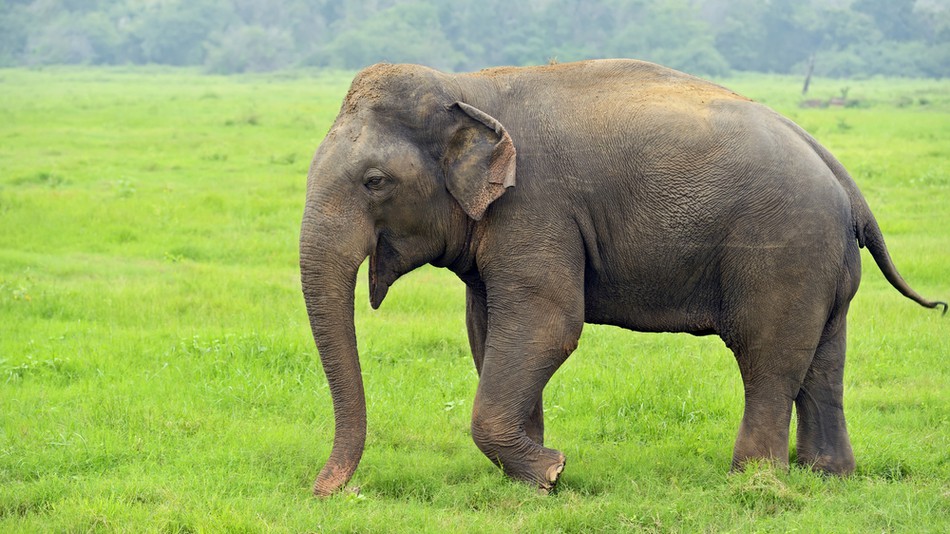 Elefant