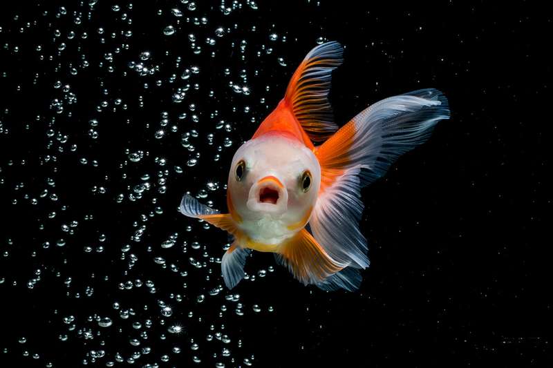 Fisch