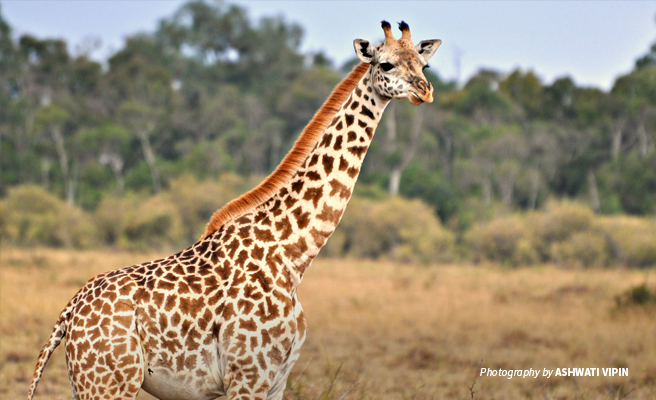 Giraffe